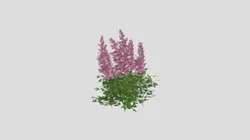 Astilbe chinensis Maggie Daley Chinese Astilbe