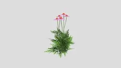 Echinacea purpurea Solhatt