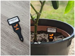 Garden Plant Label H1