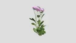 Paeonia lactiflora Alexander Fleming Pion