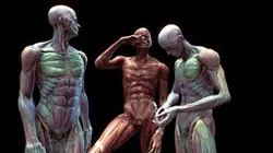 Anatomy pose study