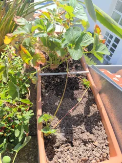 Bracket for Flower Planter
