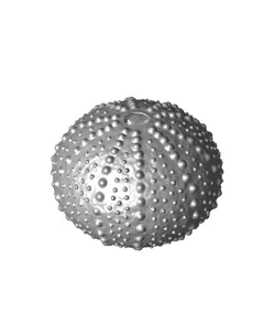Sea Urchin Shells (Bumpy)