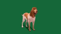 Bracco Italiano Dog