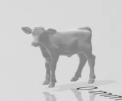 calf