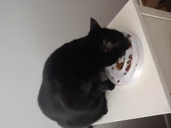 Cat Friendly Slow-Feeder Bowl