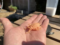 Horned Scarab Beetle