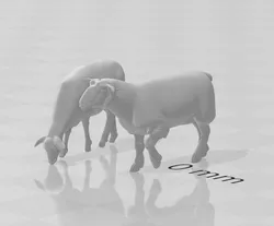 sheep