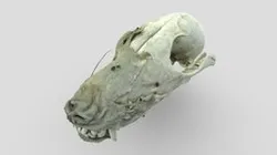 Dog Skull Scan 2