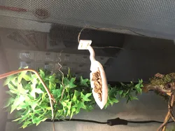 reptile jungle leaf bowl