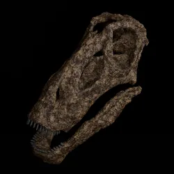 Bajadasaurus pronuspinax model 3d print