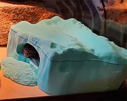 False-Rock Reptile Humid Hide