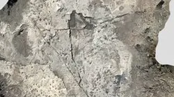 Laetoli Site 11 - 4