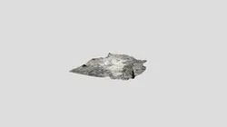 Laetoli Site 11 - 6