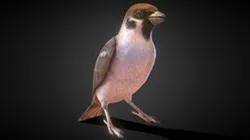 Sparrow