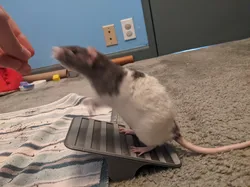 Rat "Tumblee" Seesaw