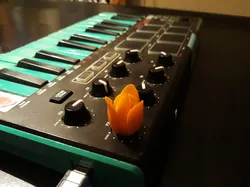tulip knob