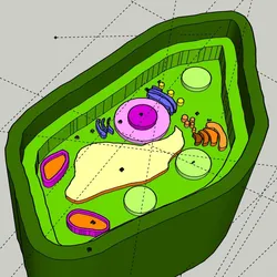 Fișiere pentru imprimante 3D | Fișier 3MF | Science Project - Plant Cell Model