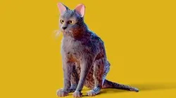 Low Poly - Stylized cats - Lykoi Cat