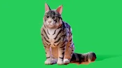 Low poly - Stylized cats - Maine Coon Cat