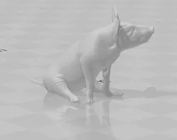 pig