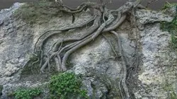 Raíces en antigua grieta de cantera