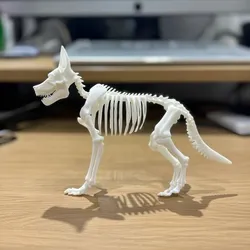 Jackal Skeleton Anatomy – Highly Detailed Canid Skeletal 3D Model for Education & 3D Printing