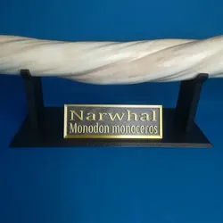 Narwhal tusk walking stick stand