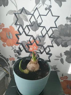 Plant support - star ornament