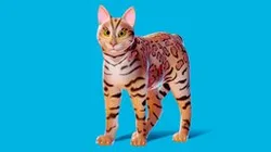 Low poly - Stylized cats - Bengal Cat