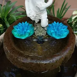 Floating Water Lily