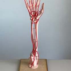 Anatomy Arterial System of the Hand and Forearm