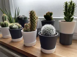 Holder for IKEA CACTACEAE cactus