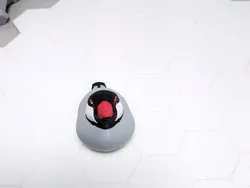 Java Sparrow