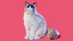 Low poly - Stylized cats - Ragdoll Cat