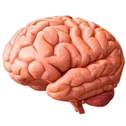 Medical & Health Equipment STL indir - Human Brain Anatomy Model - MeAmelia