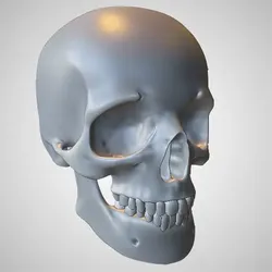 Other STL تنزيل - Human Skull Anatomy - MeAmelia