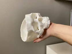 Realistic Skull Candy Bowl | Halloween Skull Decoration