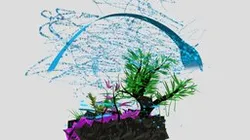 The Summer rain forest