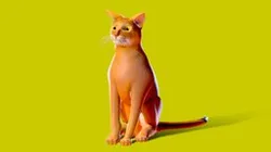 Low poly - Stylized cats - Abyssinian Cat