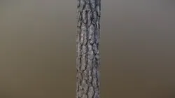 Lowpoly Pine trunk