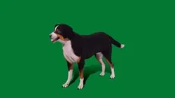Appenzeller Sennenhund Dog (Game Ready)