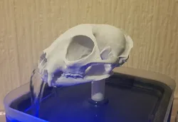 Cat Skull fountain