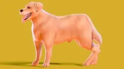 Low poly - Stylized dog - Golden Retriever