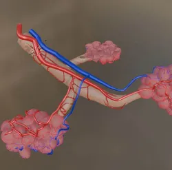 Bronchi Alveoli with Anatomical CrossSection