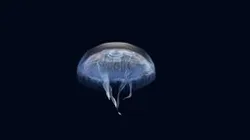 Jellyfish Moon