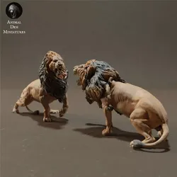 Lions Fight