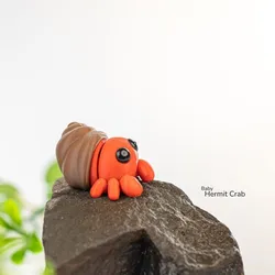Baby Hermit Crab