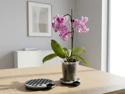 Base Minimalista para Plantas con Autorriego - Modelo de impresión 3D gratuito