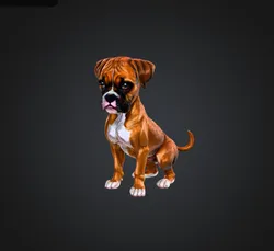 # Boxer Pup